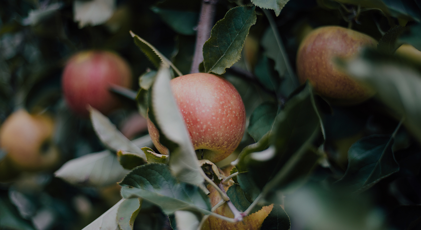 A close-up of ripe apples growing on a tree, surrounded by green leaves. The apples have a red and yellow hue, and the image has a natural, slightly blurred background.